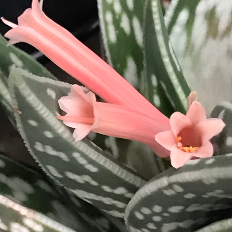 Plant image Aloe 'Partridge Breast'