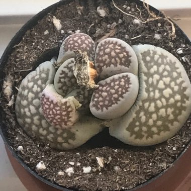 Lithops