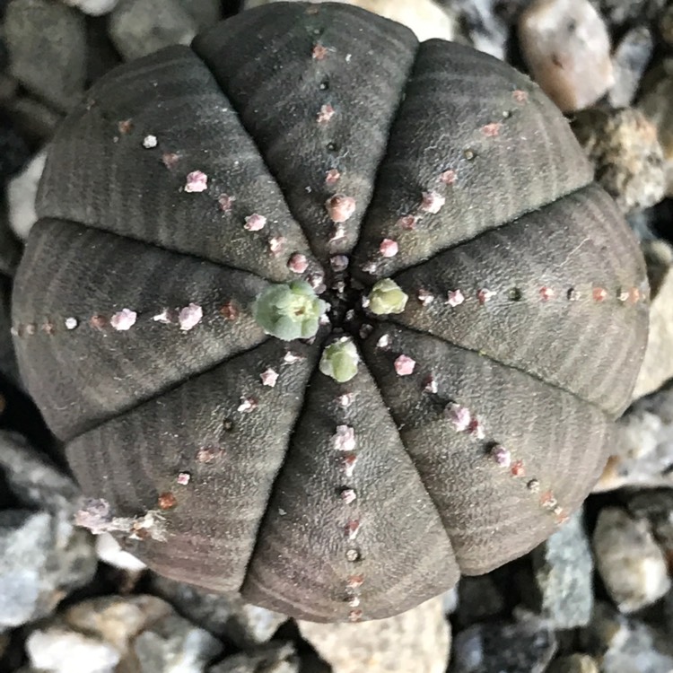 Plant image Euphorbia Obesa