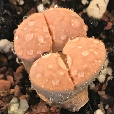 Lithops