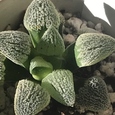 Haworthia pygmaea