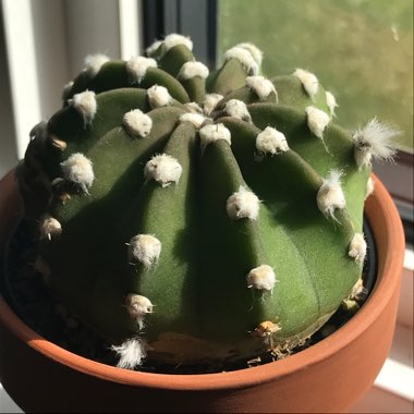 Echinopsis subdenudata 'Dominos'