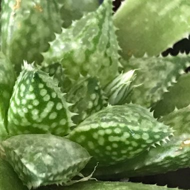 Haworthia Superb