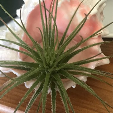 Tillandsia tectorum