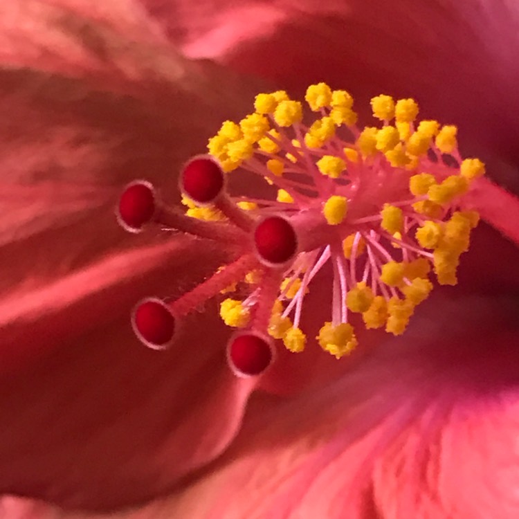 Plant image Hibiscus Rosa-Sinensis 'Erin Rachel'