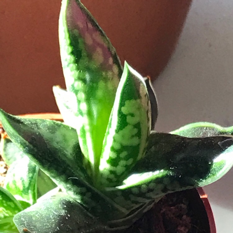 Plant image Gasteria Liliputana