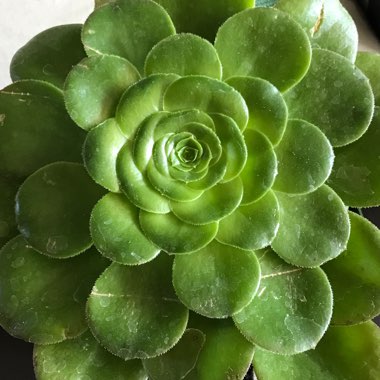 Aeonium Tabuliforme