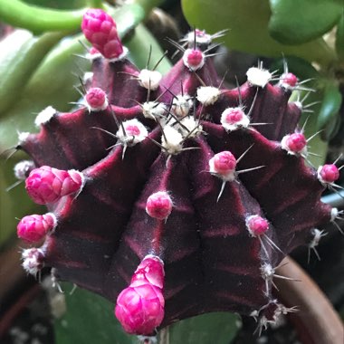 Gymnocalycium mihanovichii var. friedrichii