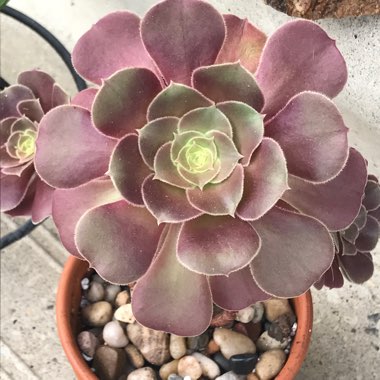 Aeonium 'Velour'