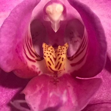 Phalaenopsis