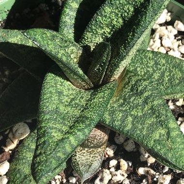 Gasteria batesiana var. batesiana