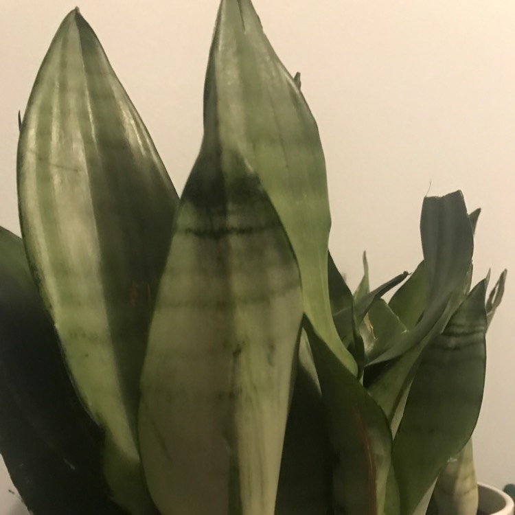 Plant image Sansevieria Moonshine