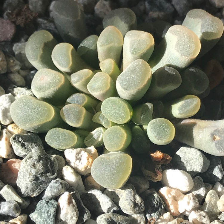 Plant image Frithia Pulchra