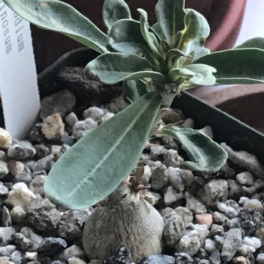 Pachypodium Bispinosum