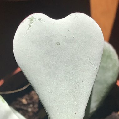 Cotyledon orbiculata 'White Sprite'