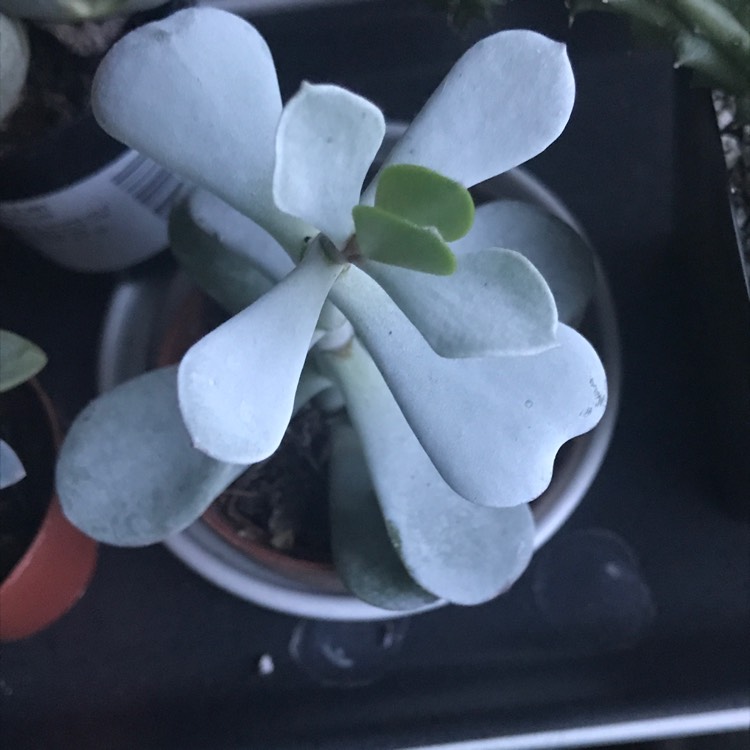 Plant image Cotyledon orbiculata 'White Sprite'