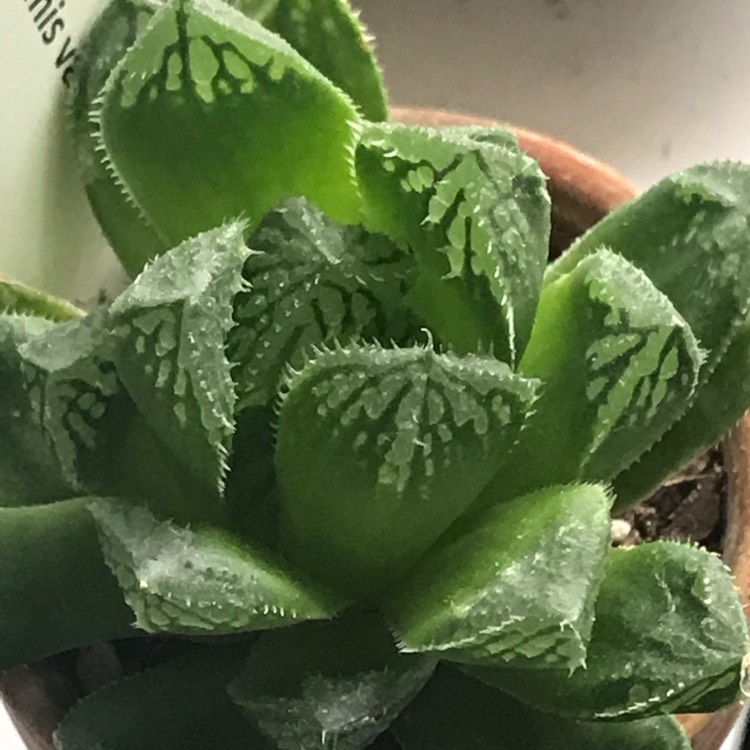 Plant image Haworthia Cymbiformis var. Obtusa