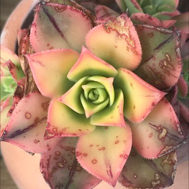 Aeonium Haworthii Dreamcolour