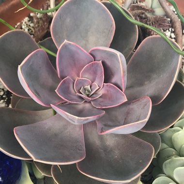 Echeveria Perle Von Nurnberg