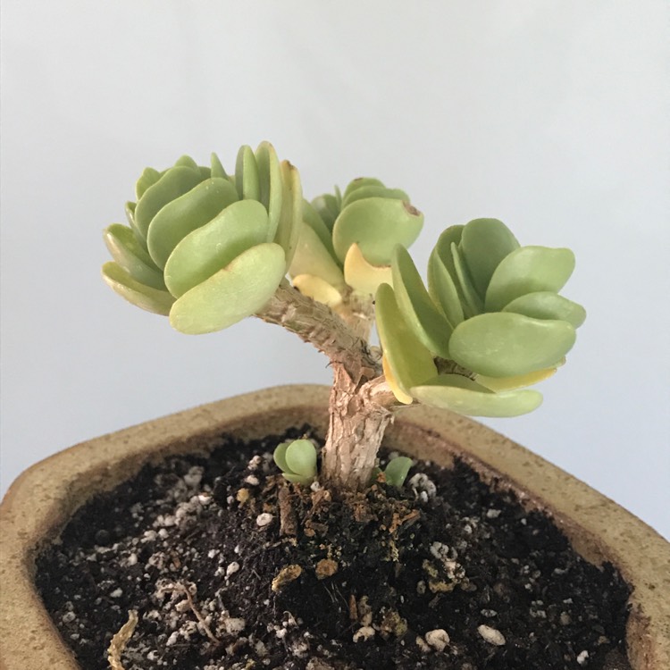 Plant image Portulaca Molokiniensis 