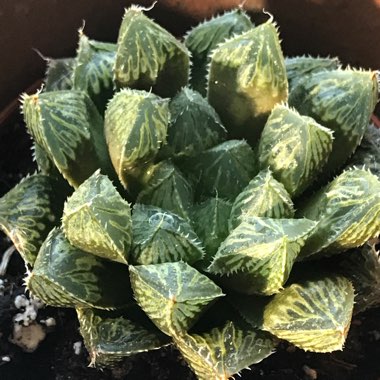 Haworthia Mirrorball