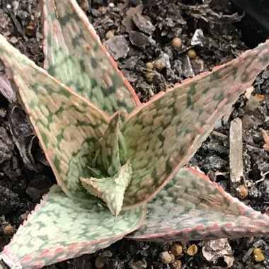 Aloe hybrid 'Pink Blush'