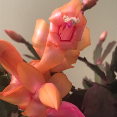 Schlumbergera truncata