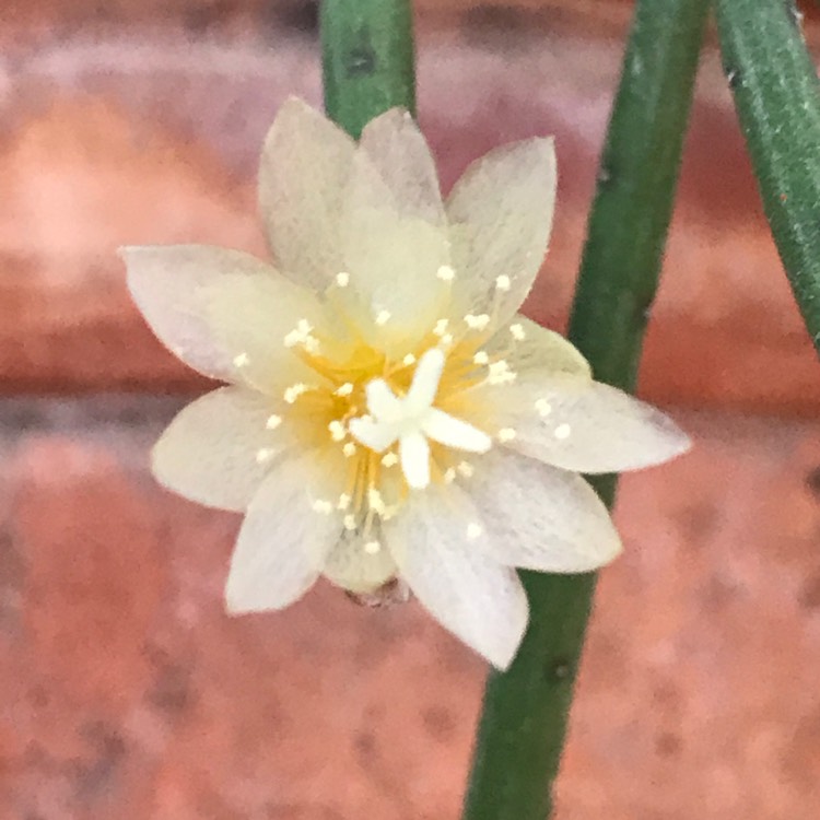 Plant image Rhipsalis