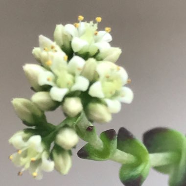 Crassula perforata x Crassula rupestris var marnieriana 'Baby Necklace'