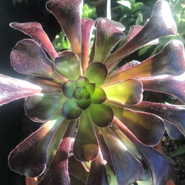 Aeonium Arboreum Zwartkop