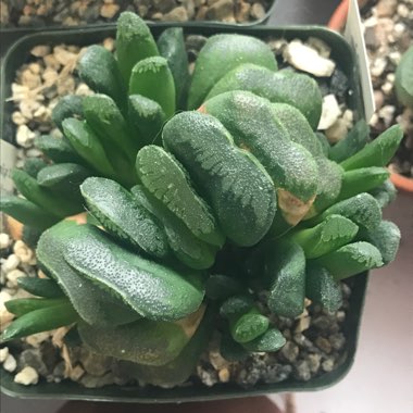 Haworthia Maughanii x Truncata