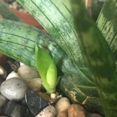 Sansevieria cylindrica 'Boncel'