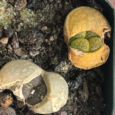 Lithops