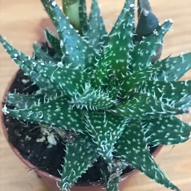 Haworthia