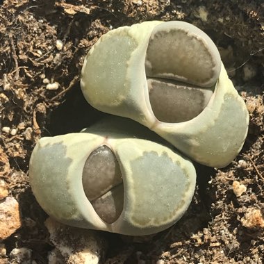 Lithops