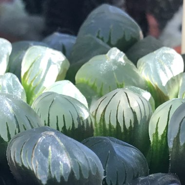 Haworthia Cymbiformis var Obtusa ‘Kuroomado'