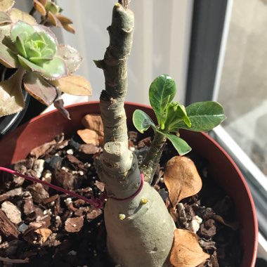 Adenium obesum