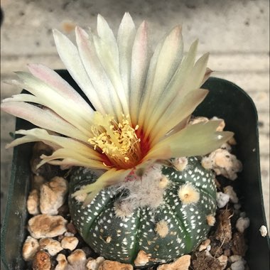 Astrophytum Asterias cv. Superkabuto V type