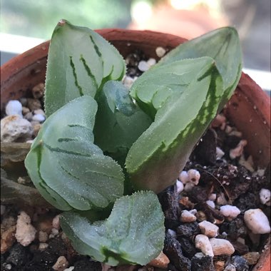 Haworthia Retusa 'Ice City'