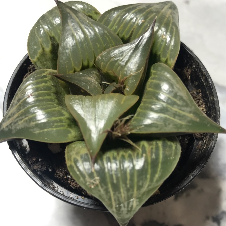 Plant image Haworthia