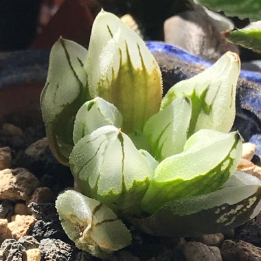 Haworthia 'Ice City'