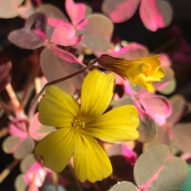 Plum Crazy Wood Sorrel