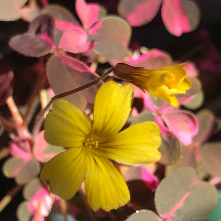 Plant image Oxalis 'Plum Crazy'