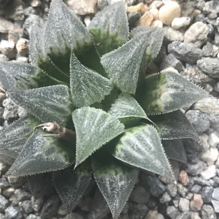 Plant image Haworthia emelyae var. major