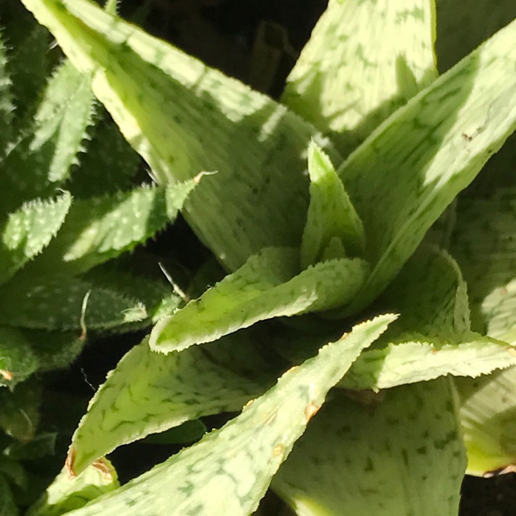 Plant image Aloe 'Blizzard'