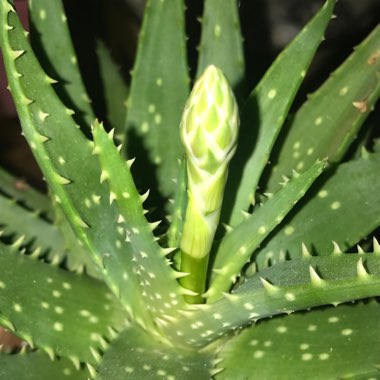 Aloe