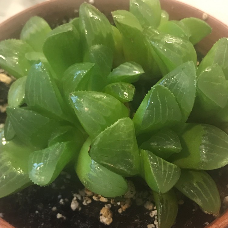 Plant image Haworthia retusa