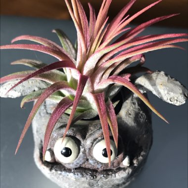 Tillandsia ionantha 'Red'