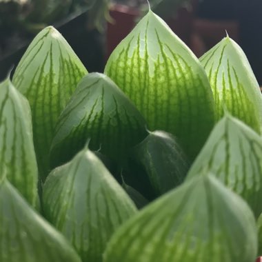 Haworthia Cymbiformis