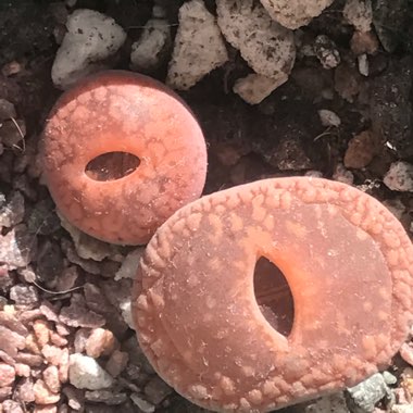 Lithops Aucampiae